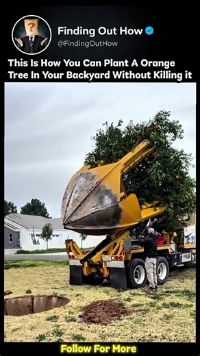 This Is How Trees Are Transported Without Killing Them 🌳 #shorts
