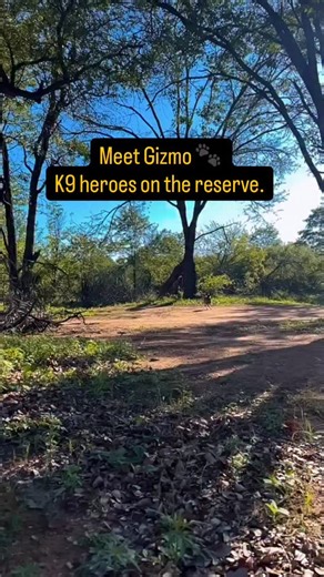 Meet Gizmo 🐾 Our K9 heroe on the reserve!! Gizmo plays a vital role in anti-poaching operations and wildlife protection. Last week, his work, in close teamwork with the Anti-Poaching Unit (APU), led to a successful arrest 🥳👏 And the mission didn’t stop there. After the suspect was apprehended, Gizmo immediately picked up the scent of other poachers believed to be accomplices. Things got intense when, for several hours, we lost track of Gizmo. The entire team was deeply worried. Gizmo is not “
