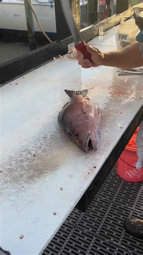 67K views · 220 reactions | How to Filet a Snapper! #fishing #florida #floridaman #howto #fishcleaning #snapper #DestinFlorida #victorinox #snapperfishing #bassproshops DestinFloridaDeepSeaFishing.com | American Spirit Party Boat | Facebook