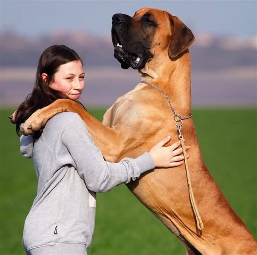 Dogs MaTing 🌶️🔥🦮 | GeT MaTing