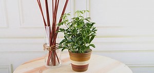 Comment tailler une plante Schefflera?