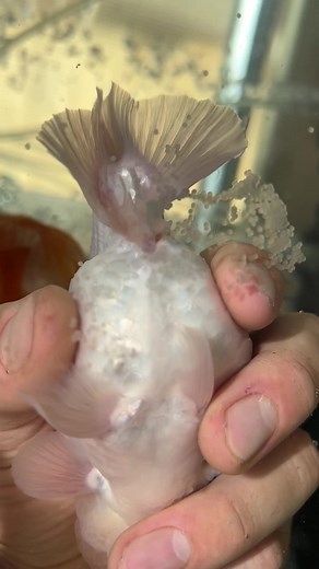 6M views · 54K reactions | What should you do if your goldfish lays...