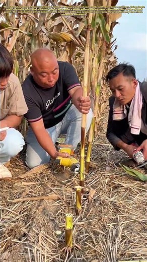 Corn Harvest Precision: The 3-Step Method for Perfect Stalk Cutting