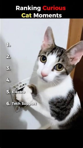 Ranking Curious Cat Moments