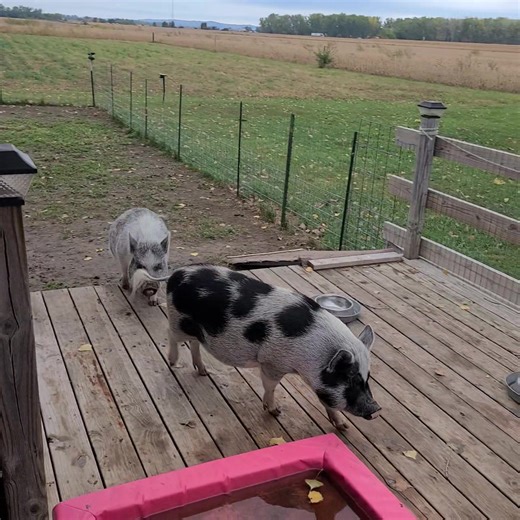 31K views · 2.1K reactions | After they eat breakfast outside they go potty and I let them in the house only when they are done. It's going to be a rainy day so I let them back in the house. Later I will let them go to the paddock when it's done raining. | Polly the Performing Princess Pig | Facebook