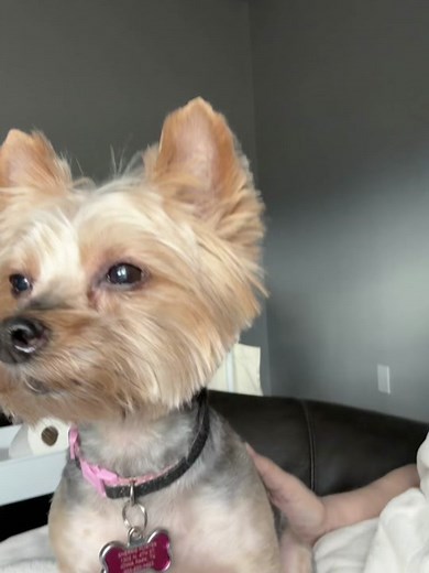 ScissorTail Studio (@scissortail_studio)’s videos with original sound - ScissorTail Studio