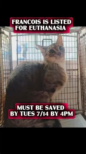 ‪@KittCrusadersLA‬ is going to save him! Still need a foster!