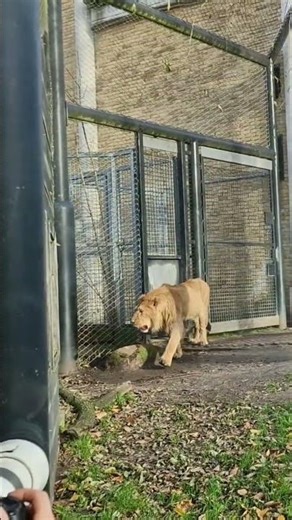 lion walking in the artis zoo #shortsfeed #shorts #wildlife