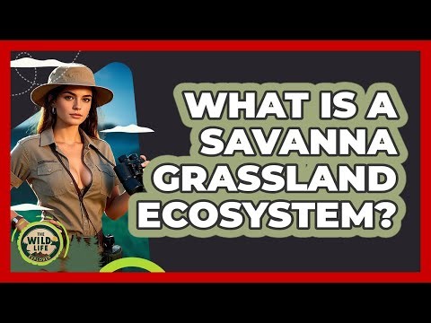 What Is A Savanna Grassland Ecosystem? - The Wild Life Explorer