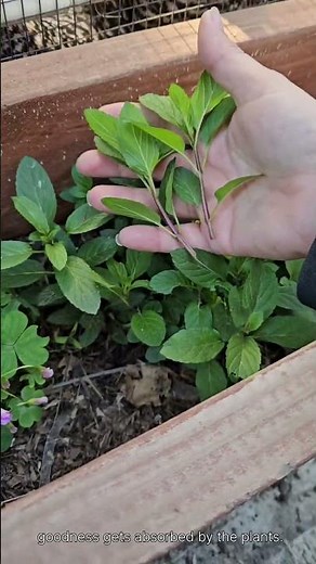 Garden Safe Brand TakeRoot Rooting Hormone Review!