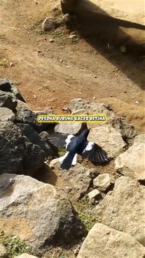 Pesona Kacer Betina Alam Bebas #kicaumania #burung #birds #aviary #kacermania #bird #burungkicau #fy