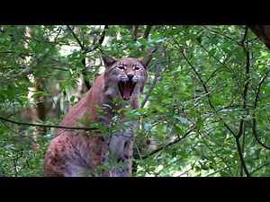 Summer Season: Nature, Plants, Animals, Birds and Urban People (4K)
