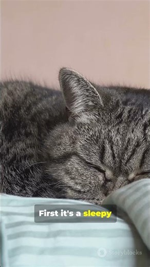 You will laught in 5 seconds