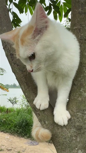 “A kitten crying for help”