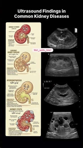 Kidney ultrasound #veterinarymedicine #kidney #ultrasound #medicine