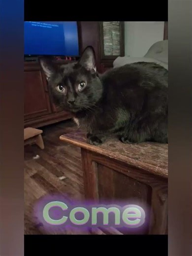 wellerman #cat #cuteanimal #kitten #kitty