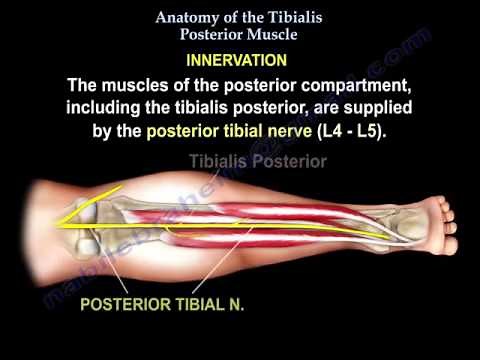Anatomy Of The Tibialis Posterior Muscle - Everything You Need To Know - Dr. Nabil Ebraheim