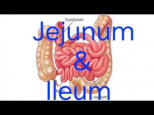 Anatomy of the Jejunum & ileum