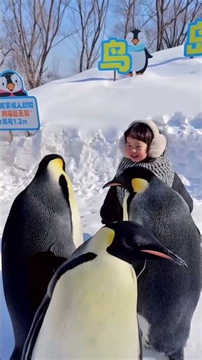 Aaj mai bhi ￼ penguin ki trah chalu gi