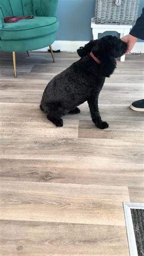 Lilly couldn’t wait to show us her tricks today 💖 | The Dog Spa