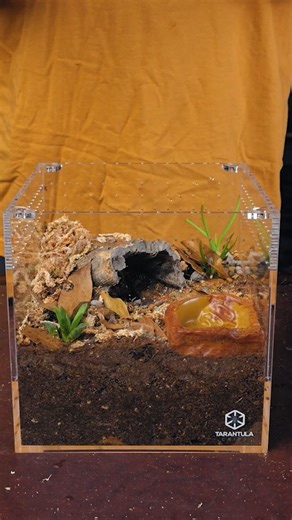 Tarantula Collective | Tarantula Care & Education on Instagram: "I built a semi-arid forest scrubland setup in a @tarantulacribs 8 inch cube, and here’s everything that went into it in the exact order I used it. Terra Aranea as the base substrate, mixed with dry sphagnum moss, leaf litter, and a scoop of Bio Shot to get the bioactive layer rolling. Added a cork bark hide for cover. Planted two small succulent cuttings from The Bio Dude’s desert plant pack. Sprinkled torn dry sphagnum and crushed