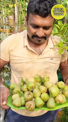 🍎🍏கோடை கொண்டாட்டம் | water Apple harvest Apple 🍎🍏terrace garden 🪏 harvest