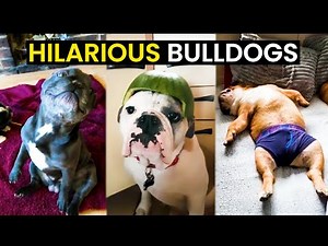 TOP 30 - Hilarious Bulldogs Caught On Camera