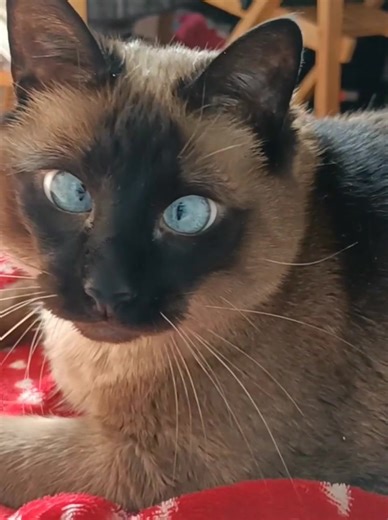 C’est pas moiiii !Ma Java Cartoon #mybabycat