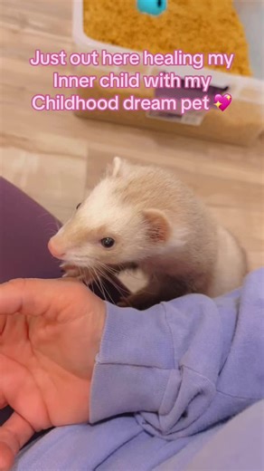 Adopting a Ferret: My Journey to Healing with Snowdrop