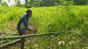 black male young African farmer cutting with a sharp machete a bamboo tree trunk in the forest of ghana