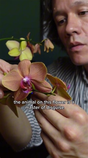 Orchid Mantis on a Flower: Blossom’s Shocking Hunt