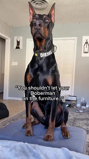 Snuggling Moments with Diesel the Doberman