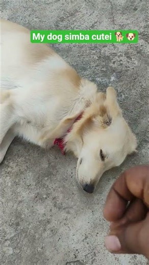 my dog simba cutei#cutedog