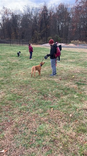 Lucy knows one of the keys to a solid stay is a clear release word. When adding distraction don’t forget physical distractions. Especially when dogs are taught to yield to leash pressure, they oftentimes will break their stay when they feel pressure on the leash. I’m teaching context matters. During a stay leash pressure is irrelevant until after I release her or recall her. #Dog #dogtraining #labrador #labsofinstagram #lab #labradorofinstagram #labradorretrieverpuppy #puppytraining #puppytraini