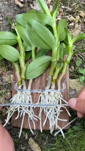 Best Tutorial learning how to Growing dendrobium plants on wooden board simple techniques 🌱🌱🌱🌱🪵🪵🪵🌱