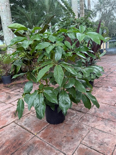Schefflera Amate, 10” Pot - Etsy