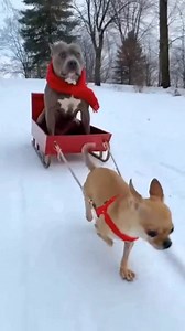 1.7M views · 42K reactions | Snow Day DISASTER! ❄️ (Wait for the end!) They thought it was just a fun sled ride... until the brakes failed! ❌ Watch these two slide straight into the freezing slush. That shivering at the end is hilarious but makes you feel for them! 略 ​#SnowFail #DogFails #FunnyDogs #ChihuahuaLove #PitbullLife #WinterGoneWrong #InstantRegret #Slapstick | Bawatin | Facebook