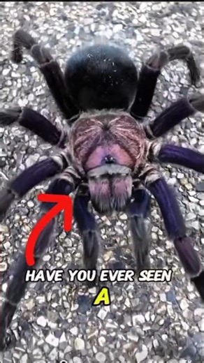 🔥 Tarantula Facts You Never Knew! #didyouknow