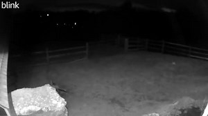 Tally Ho! 🦊 | Watermark Farm