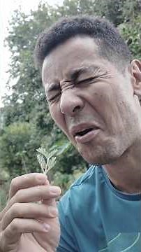 The World's Most Bitter Plant and its Benefits - Wormwood
