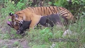 Full length BBC documentary 2015 Top 5 Wild Animal Attacks 2014 HD