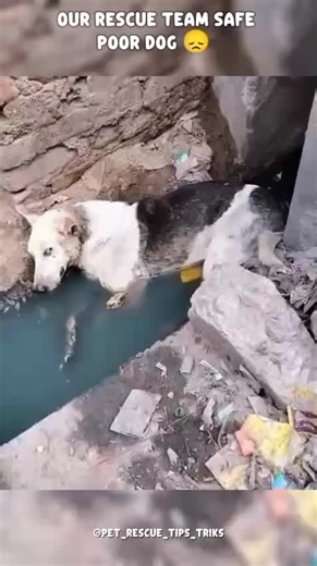 rescue dog#rescuepoordog #rescueanimal#loveanimal #pooranimal#poordog#poor #petsofttiktok#Helppoor