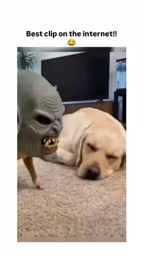 memer boy on Instagram: "The post shares a 60-second Instagram clip from .iz.us, compiling dogs donning monster masks—like aliens, vampires, and clowns—with reactions ranging from startled jumps to casual indifference, earning over 1.9 million views and 29,000 likes for its humour. Authored by , a retired US detective and conservative commentator, the light-hearted share contrasts his usual political content, drawing 1,000+ replies split between laughter and shares versus criticisms of potential