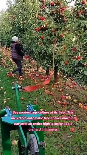 FASTEST Apple Harvest EVER! 🍏🍎 Automatic Tree Shaker Machine in Action #apple #fruit #harvest #how