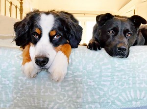 PatchCast: Dog Influencers Bring Home Bacon For CT Native