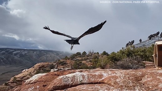 15K views · 322 reactions | A large black condor was recently released back into the wild after successfully being treated for lead poisoning. | CTV News | Facebook
