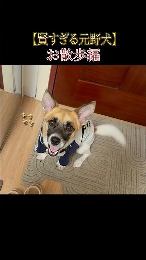 【賢すぎる元野犬】ボソボソ喋る飼い主の言葉を100%理解する犬がこちらです〜あっちこっちどっち編〜