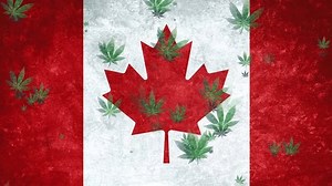 カナダの旗の背景に大量の大麻がゆっくりと回転して落ちます。カナダの国旗の緑の色のマリファナ大麻アイコン。デザインモックアップ、スモークウィード薬、雑草の合法化カナダコンセプト