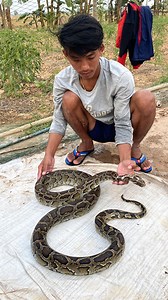 Snake Care - Cleaning Python Snake Using Shampoo Ep29 | Kala Reef | Facebook