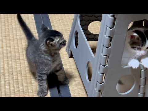 Kittens playing with their mom#cat #kitten